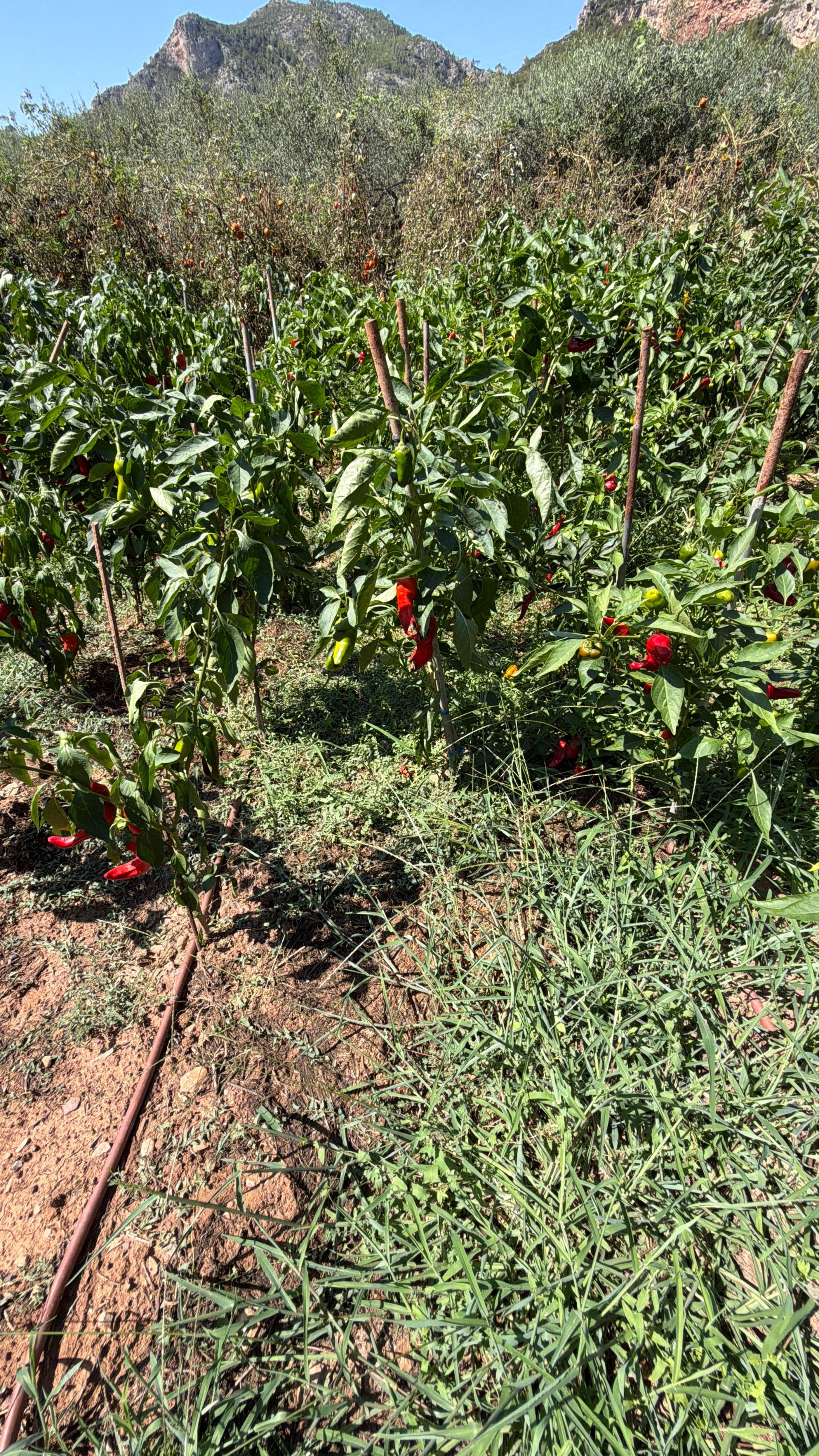 ++ Finca rustical en Vandellos ++ - Image 31